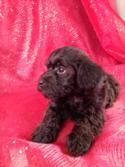 Female Schnoodle #8|Schnoodle Breeders in New Jersey and Massachusetts would like to know how we can ship our Schnoodles for only $150!
